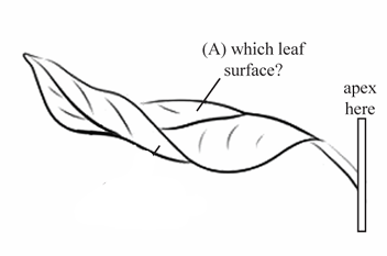 <p>The upper surface of a leaf.</p>