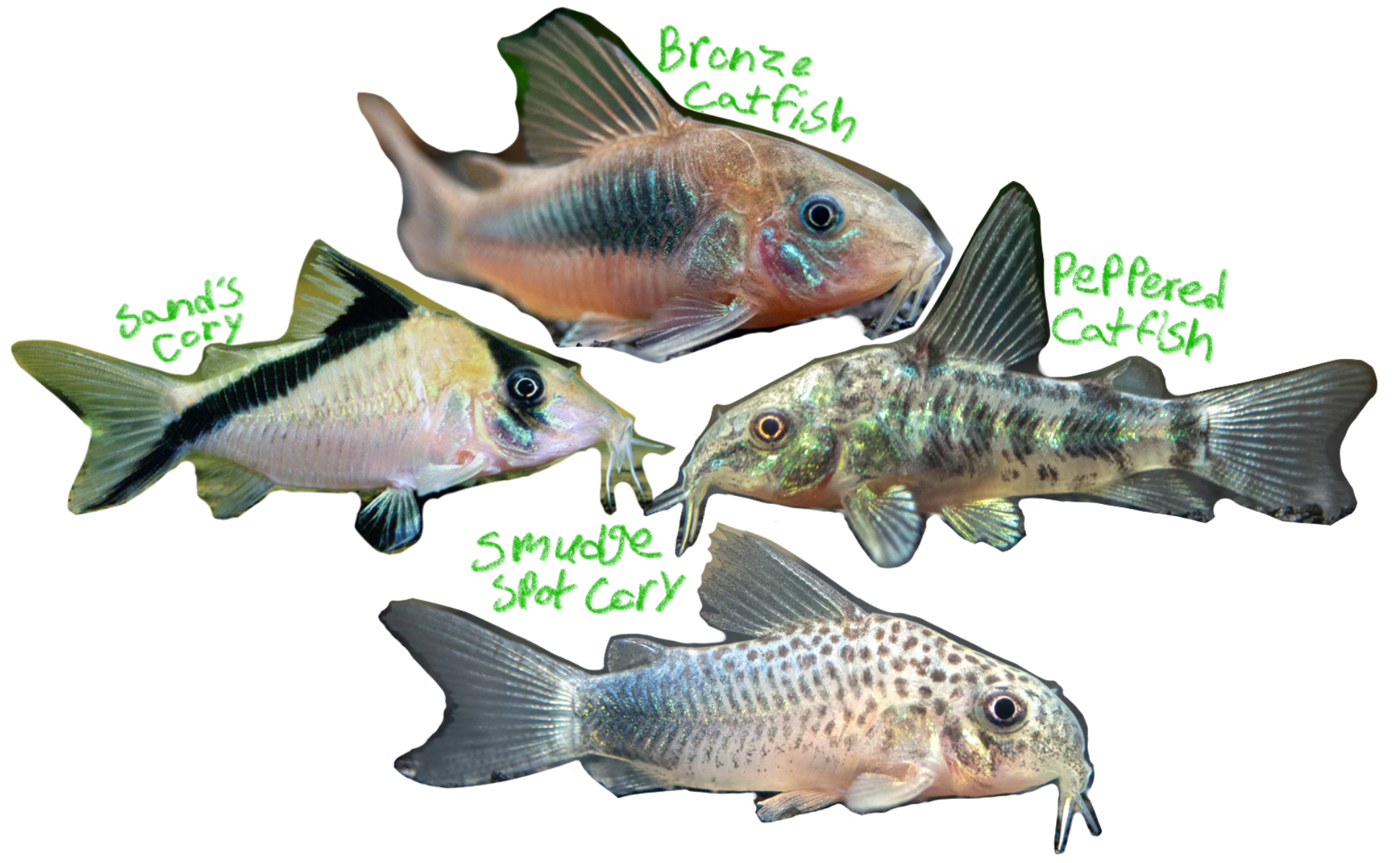 <p>Corys</p><p>(Kalli: “Beautiful”)</p><p>Includes: Sand’s cory, Peppered catfish, Smudge spot cory, Bronze catfish</p><p>*found in Freshwater/SA</p><p></p>