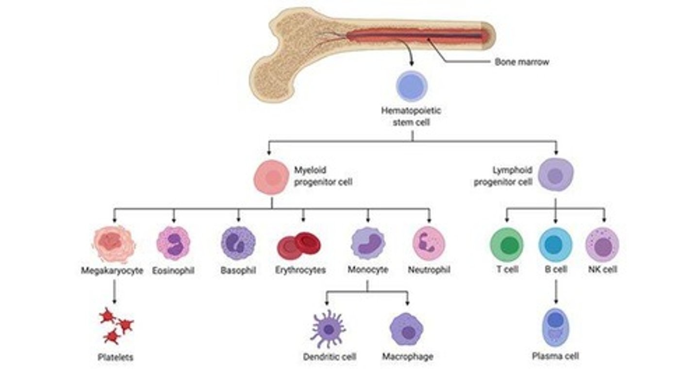 <p>They produce different types of blood cells, including red blood cells.</p>