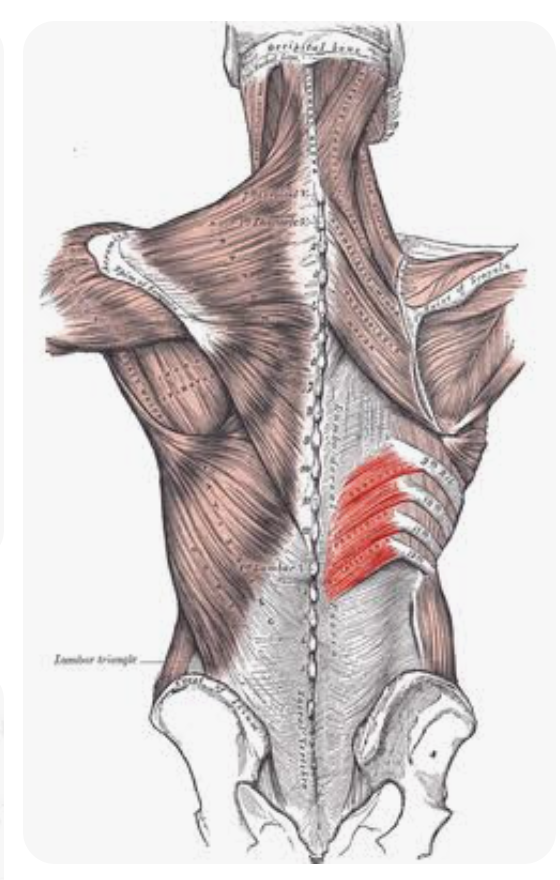 <p>Identify the highlighted muscle </p>