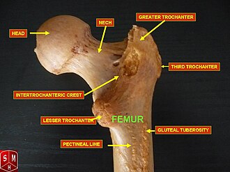 <p>What Bony Landmark/Feature</p>
