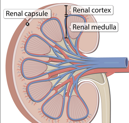 <p>Where is the renal cortex </p>