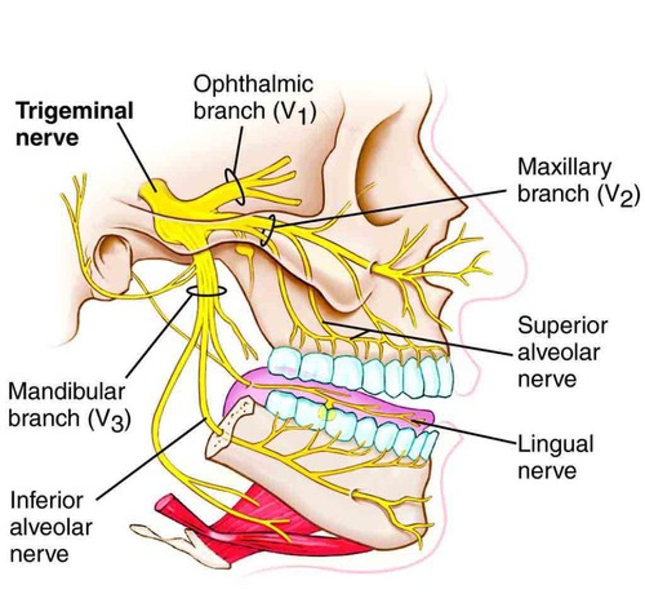 <p>What type is the CN V?</p>