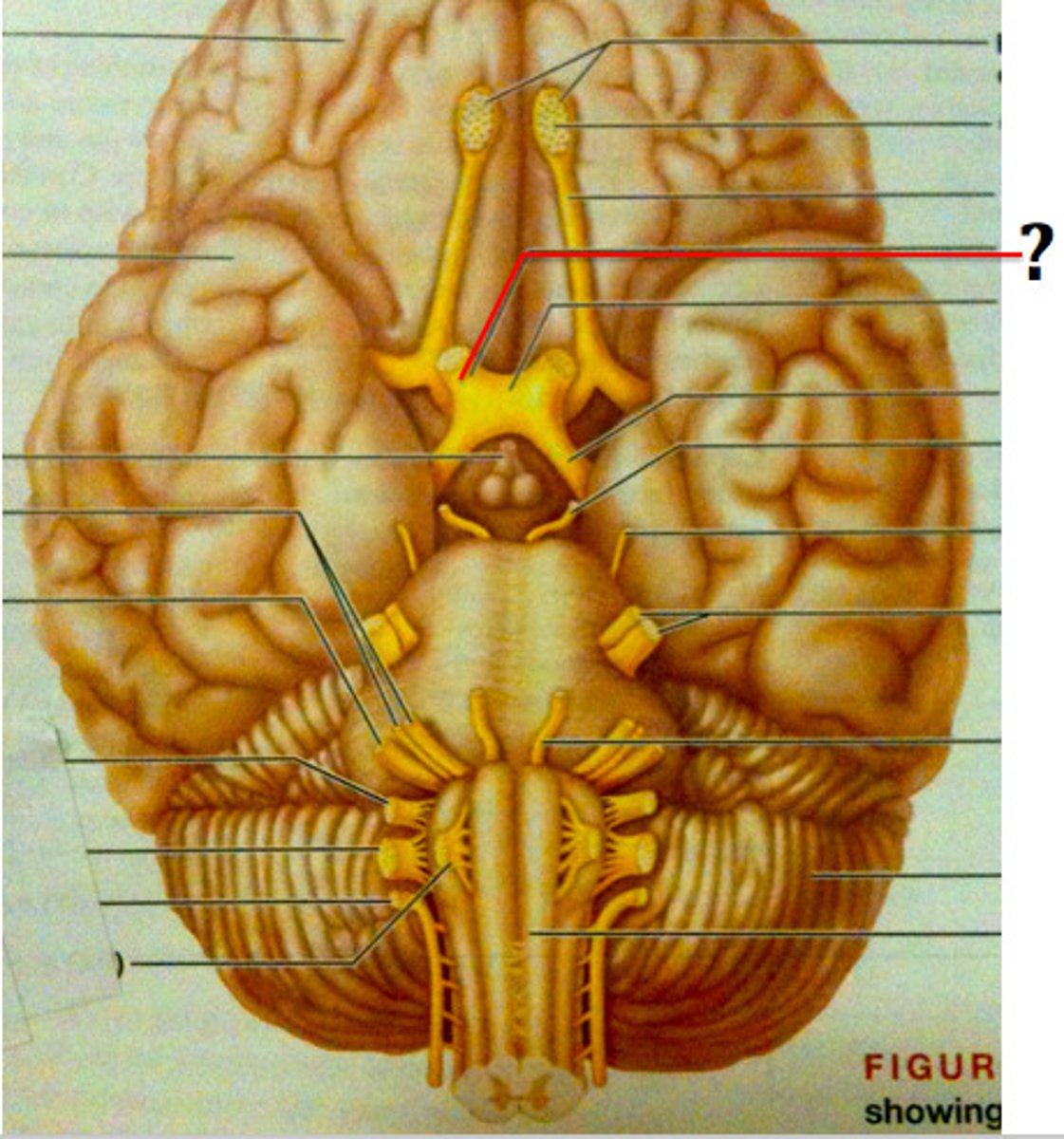 <p>Function: Sensory-Sense of Sight</p><p>Exit: Optic Canal</p>