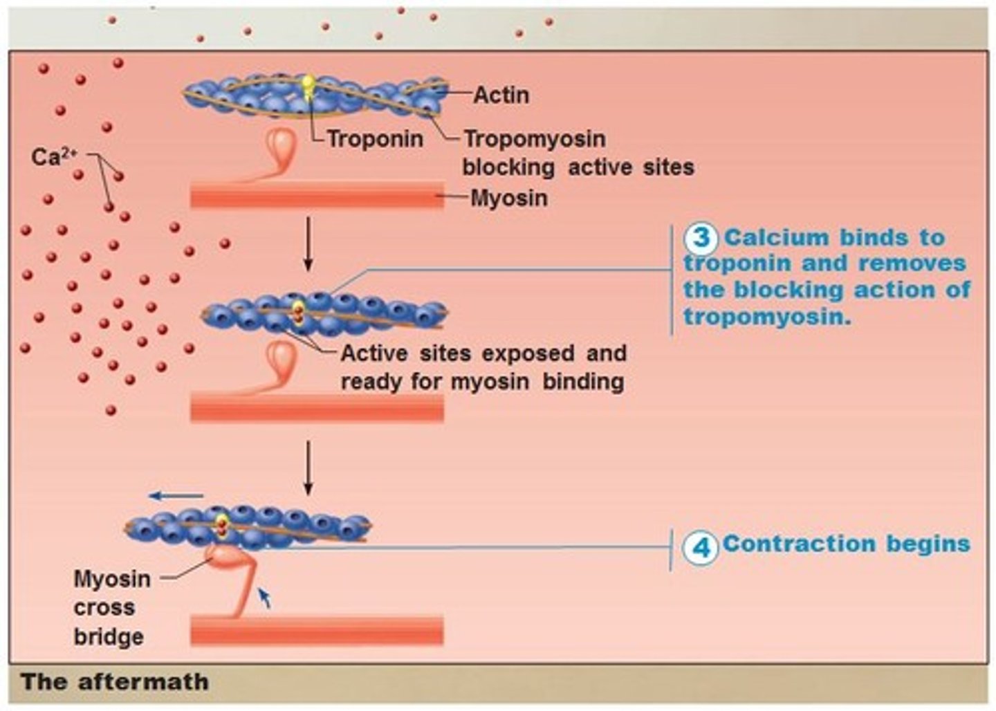 <p>Electrical signal triggers calcium release.</p>