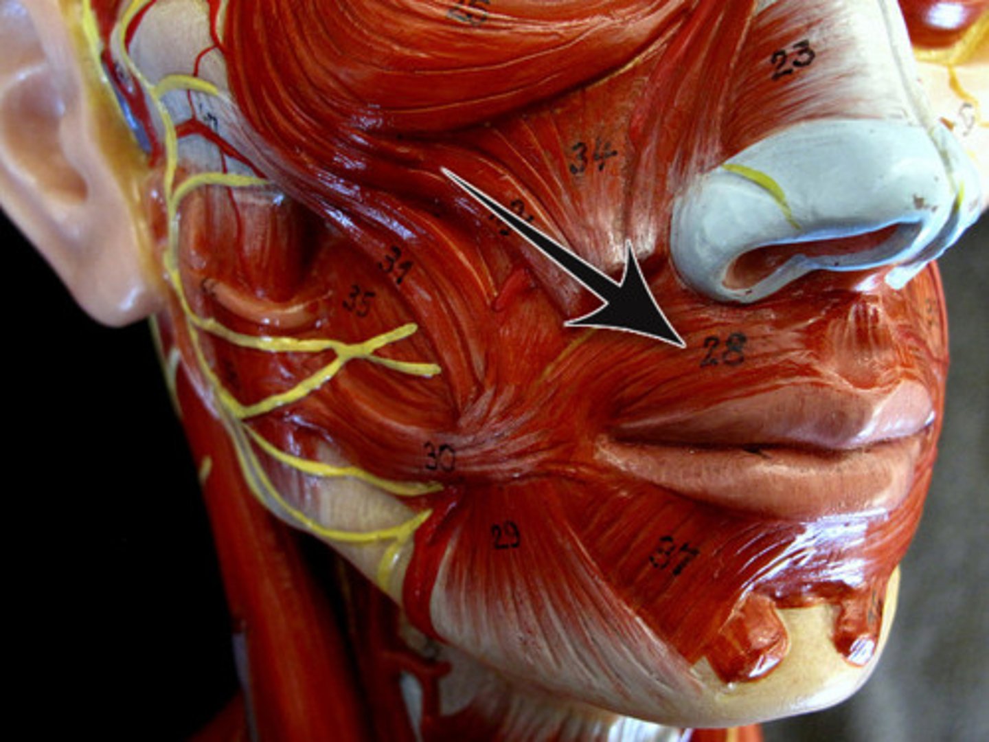 <p>Location: Mouth muscle</p><p>Action: Purses lips</p>