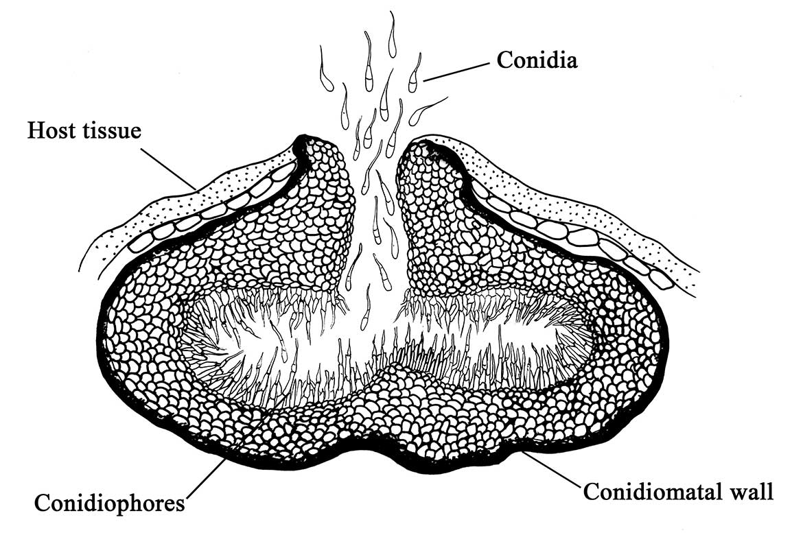 <ul><li><p>uměle vytvořená skupina zahrnující nepohlavně se rozmnožující mikromycety vytvářející konidie uvnitř uzavřených nebo částečně uzavřených útvarů zvaných konidiomata</p></li></ul><p></p>