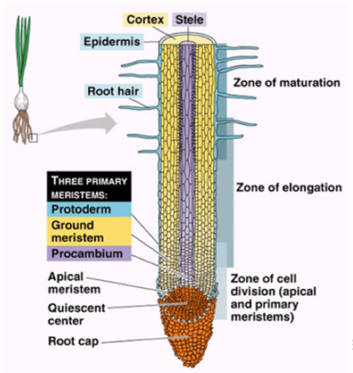 <p>zone of division; zone of elongation; zone of maturation</p>