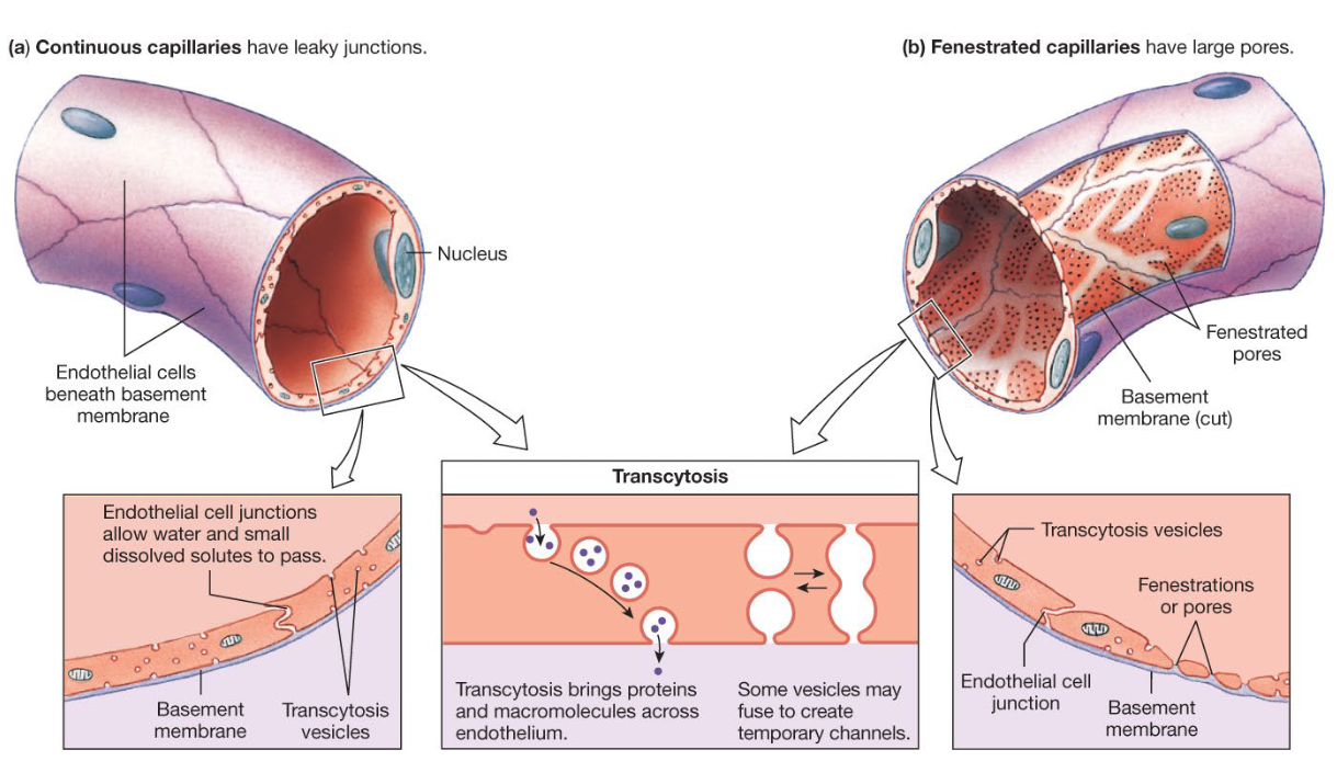 <p>Two types of capillaries</p>