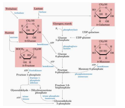 <p>De klassieke pathway is glucose gebruiken voor glycolyse </p><p>De andere suikers zijn: </p><ol><li><p>Sucrose: Sucrse (bevindt zich op Brush Border van dunne darm) splitst het in glucose en Fructose </p></li><li><p>Lactose: lactase splitst in glucose en galactose </p></li><li><p>Mannose: Fosforyleren en daarna isomeriseren tot fructose-6-P </p></li></ol><p>Glycogeen: opgeslagen in de spieren van vlees </p><p>Zetmeel: opgeslagen in een aardappel, pasta </p><p>Zetmeel (starch): amylase werkt hierop in: </p><ul><li><p>Aangemaakt in speekselklier (alpha-amylase) en pancreas </p></li><li><p>De voedselbrij komt in de maag terecht → Zure pH van maag gaat de amylase doen stoppen met werken </p></li><li><p>Daarna komt het in de darmen terecht → Pancreas gaat amylase secreteren in de dunne darm. </p></li></ul><p></p><p></p>