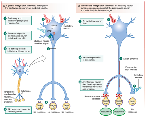 <p>No AP generated, all targets of the postsynaptic neuron are inhibited equally</p>