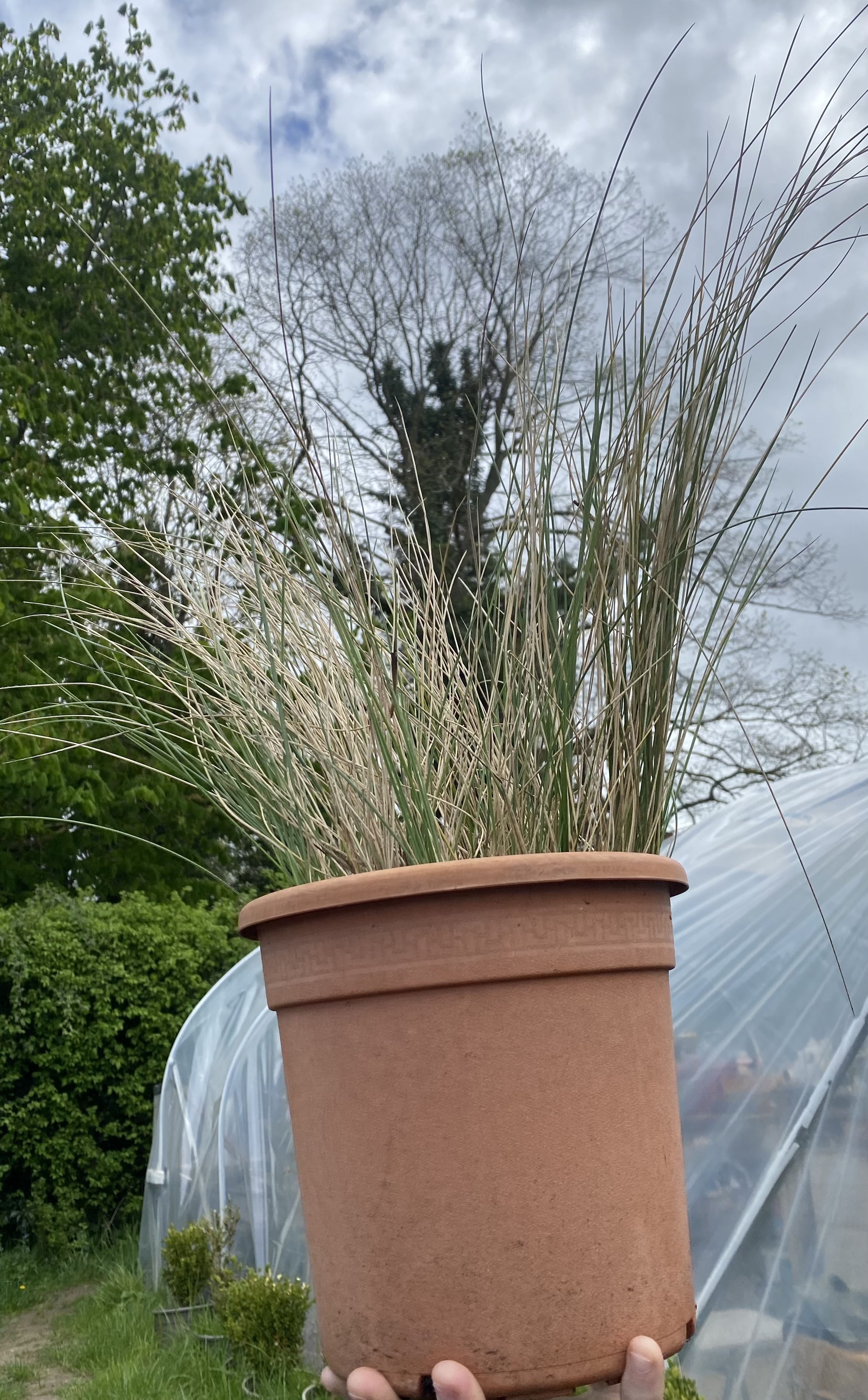 <p>Golden oats Latin name</p>