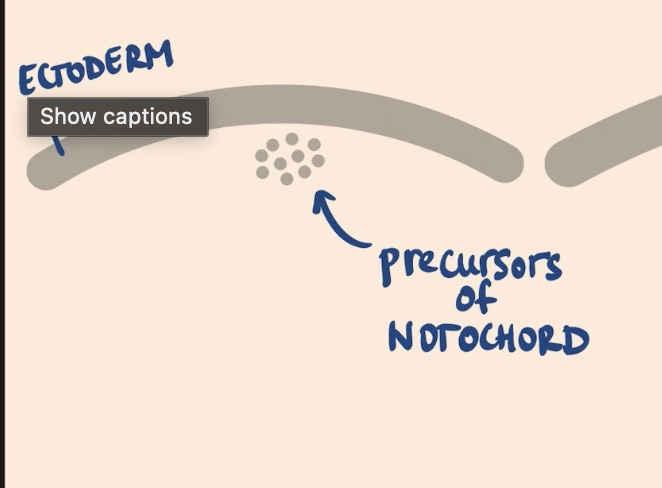 <p>the Ectoderm and the precursors of The Notochord </p>