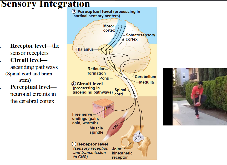 <p>Cerebral cortex interprets → final understanding</p>