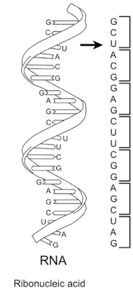 <p>What are the groups in brackets called?</p>