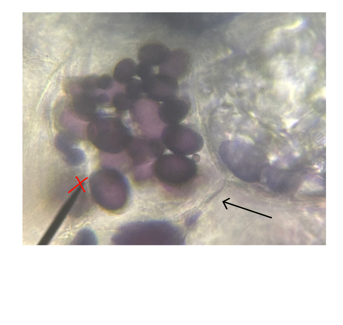<p>In this Plant Cell, what is the arrow pointing to?</p>