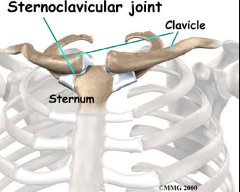 <p>sternoclavicular joint</p>
