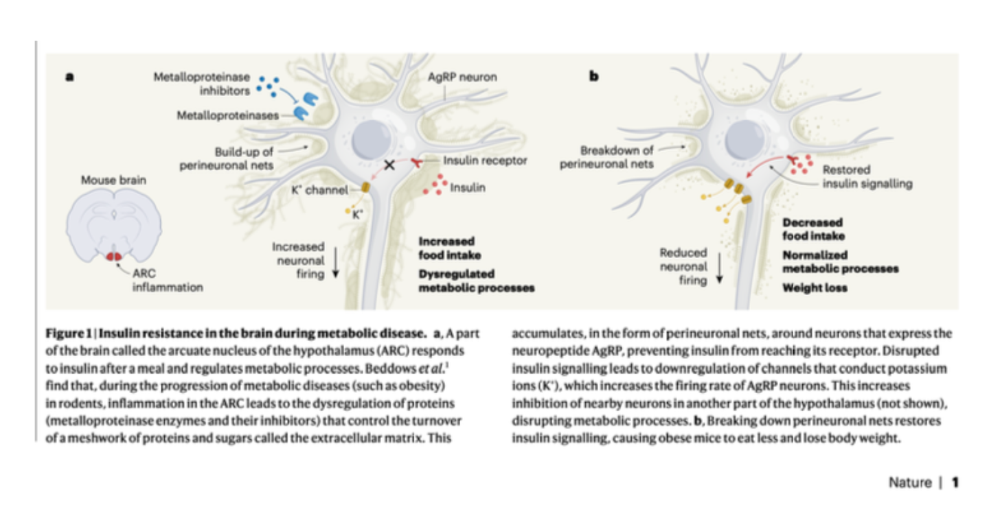 <p>This figure describes how obesity related inflammation in the part of the brain in which body weight homeostasis neurons are housed leads to the inability of INSULIN to reach the insulin receptors on AgRP neurons!</p><p>Notice the influence this has on K+ channel activity</p>