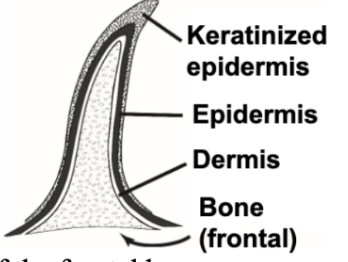 <p>Bony core, wrapped dermis, then epidermis, then keratinized epidermis; an extension of the frontal bone</p>