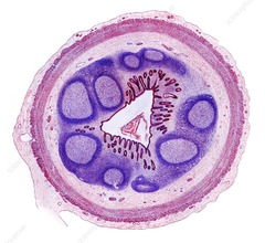<p>give anatomical name, histological classification, and secretion of the gland that can be found in the epithelium of this organ</p>