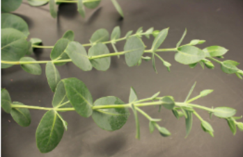 <p>Leaves without visible petiole</p>