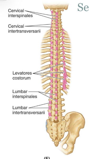 <ul><li><p>interspinous and intertransversus</p><ul><li><p>run between spinous processes or transverse processes</p></li><li><p>provide stability</p><ul><li><p>minimal movement</p></li></ul></li></ul></li></ul><p></p>