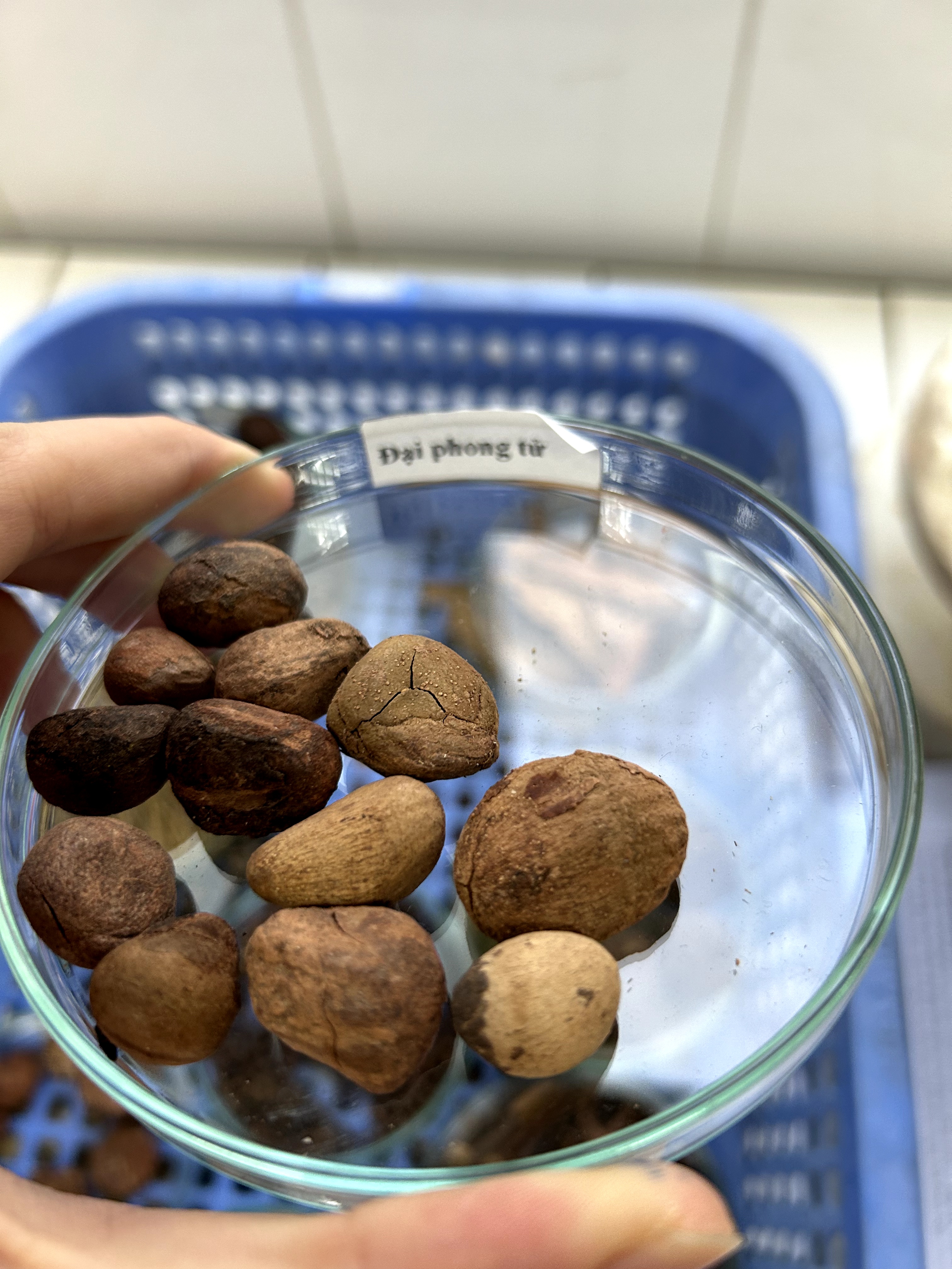 <p>đại phong tử</p>