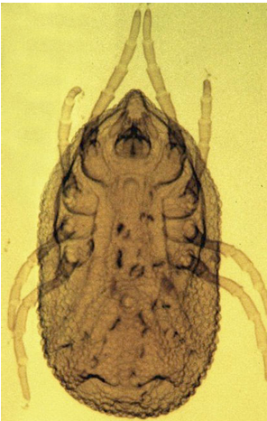 <p>Avian, rodent, deer &amp; cattle soft ticks</p>
