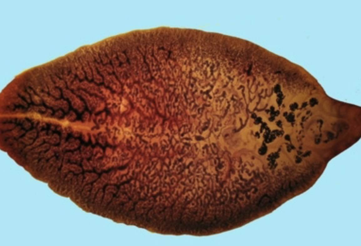 <p>What fluke is this?</p>