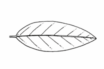 <p>A leaf shape that is widest at the middle and tapers equally toward both ends.</p>