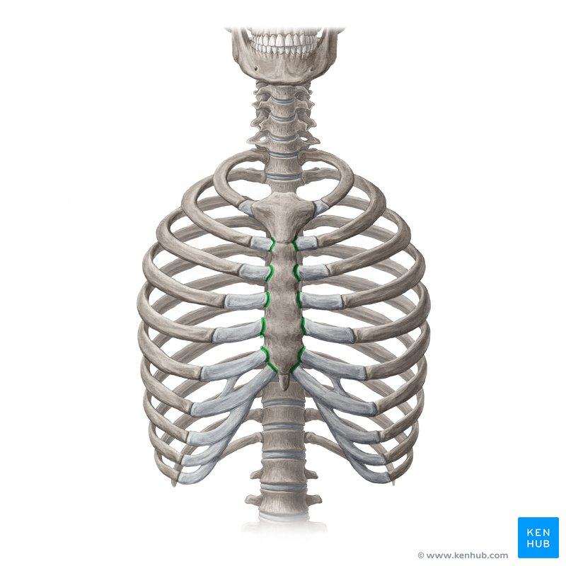 <p>Label this joint of the rib cage</p>