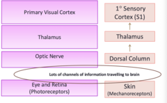 <p>-Both systems carry information from the "periphery" towards the brain to thalamus to primary (sensory or visual) cortex</p>