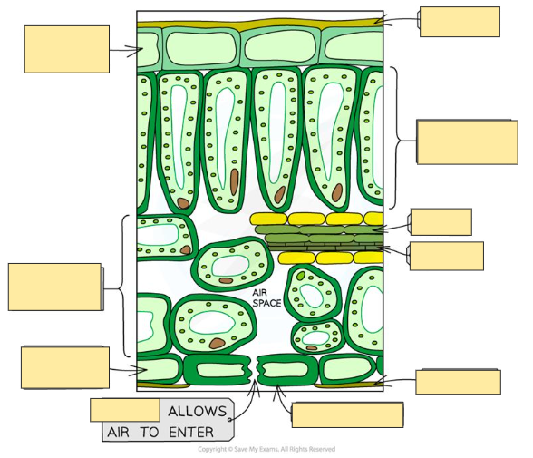 term image