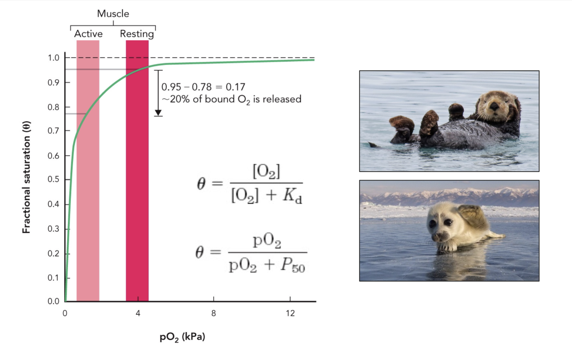 <p>What do the diving animal images on the myoglobin slide emphasize?</p>