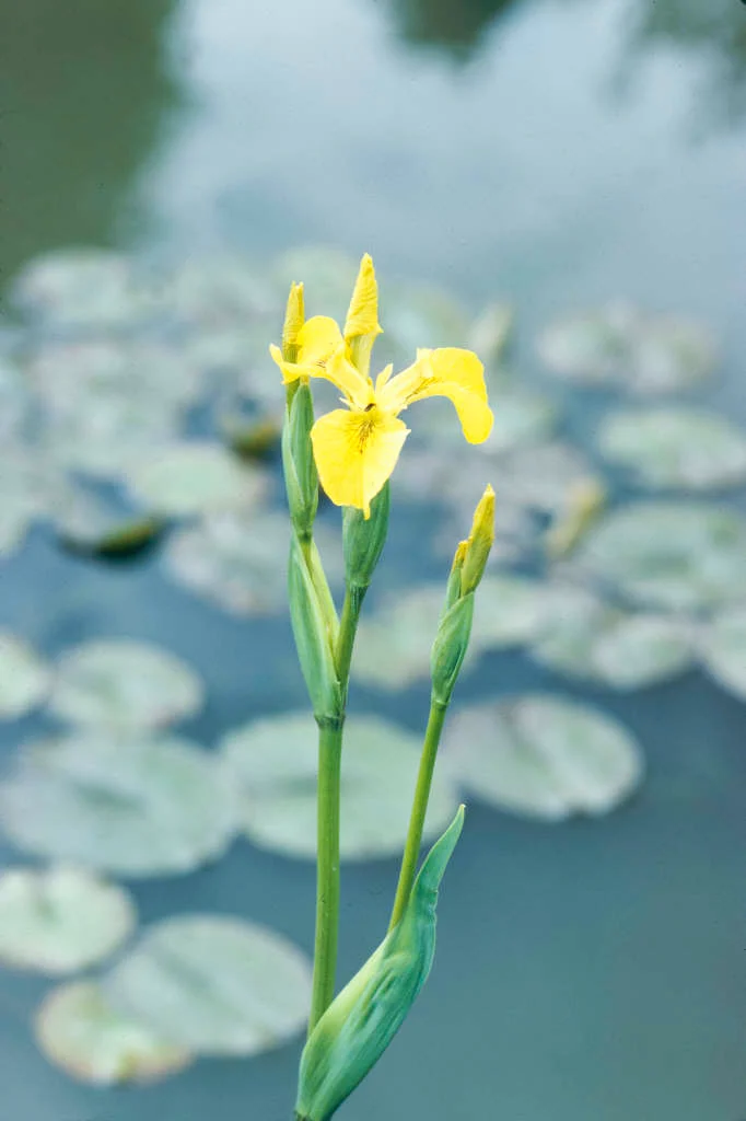 <p><span>Yellow iris Latin name  </span></p>
