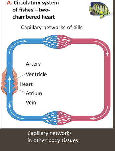 <p>One or two atria which receive blood returning to the heart<br>One or two ventricles, which pump blood from the heart</p>