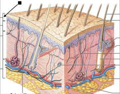 <p>outermost layer of skin</p>
