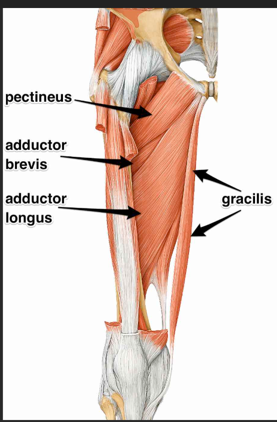 <p>Gracilis (medial thigh) origin  </p>