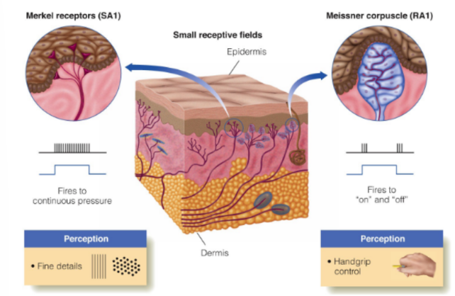 <p>surface mechanoreceptors:</p><ul><li><p><strong>Merkel receptors (SA1) </strong>perceives<strong>/</strong>are sensitive to <u>fine details</u></p><ul><li><p>(ex: Braille dots)</p></li></ul></li><li><p><strong>Meissner corpuscle (RA1)</strong> perceives/are sensitive to <u>handgrip control/strength</u></p><ul><li><p>(strengthening or loosening grip)</p></li></ul></li></ul><p>__</p><p>^ where remember that SA fibers fire continuously, RA fibers fire at onset and offset</p>