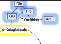 <ol><li><p>Glu (directly)</p></li><li><p>Gln</p></li><li><p>Pro</p></li><li><p>Arg</p></li></ol><p></p>