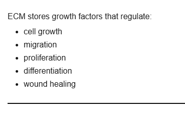 <p>regulates cell growth, migration and proliferation</p>