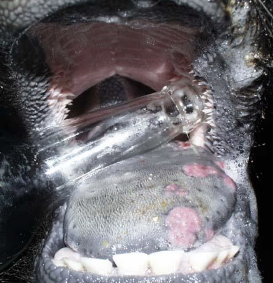 <p>Actinobacillosis - Wooden Tongue</p>
