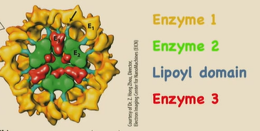 <p>Lipoyl domain connects E1 and E2 → needed for physical transfer of a substrate later in the rxn</p>