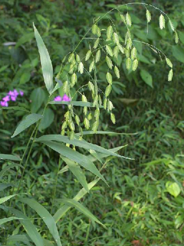 <p>Poaceae</p>