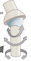 <p>ex: hip joint </p>