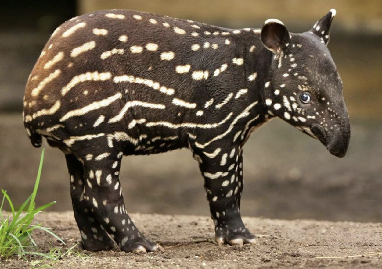 <p>Tapered cells that line digestive tract and blood vessels</p>