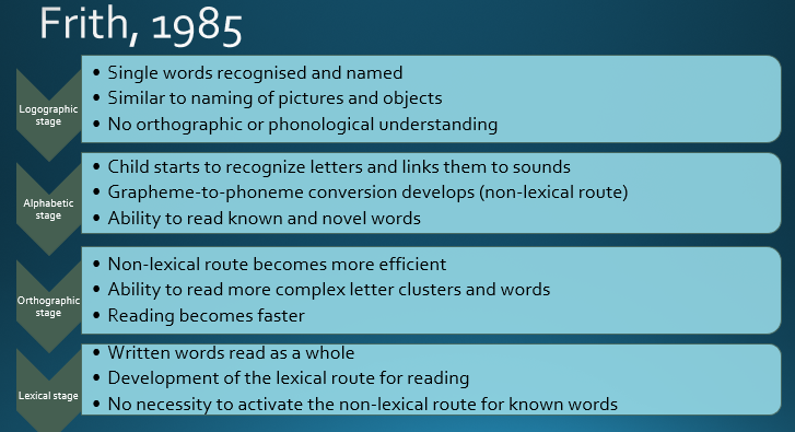 <p>A theoretical framework explaining how reading is processed in the brain, highlighting four key stages: logographic, alphabetic, orthographic, and lexical stages.</p>