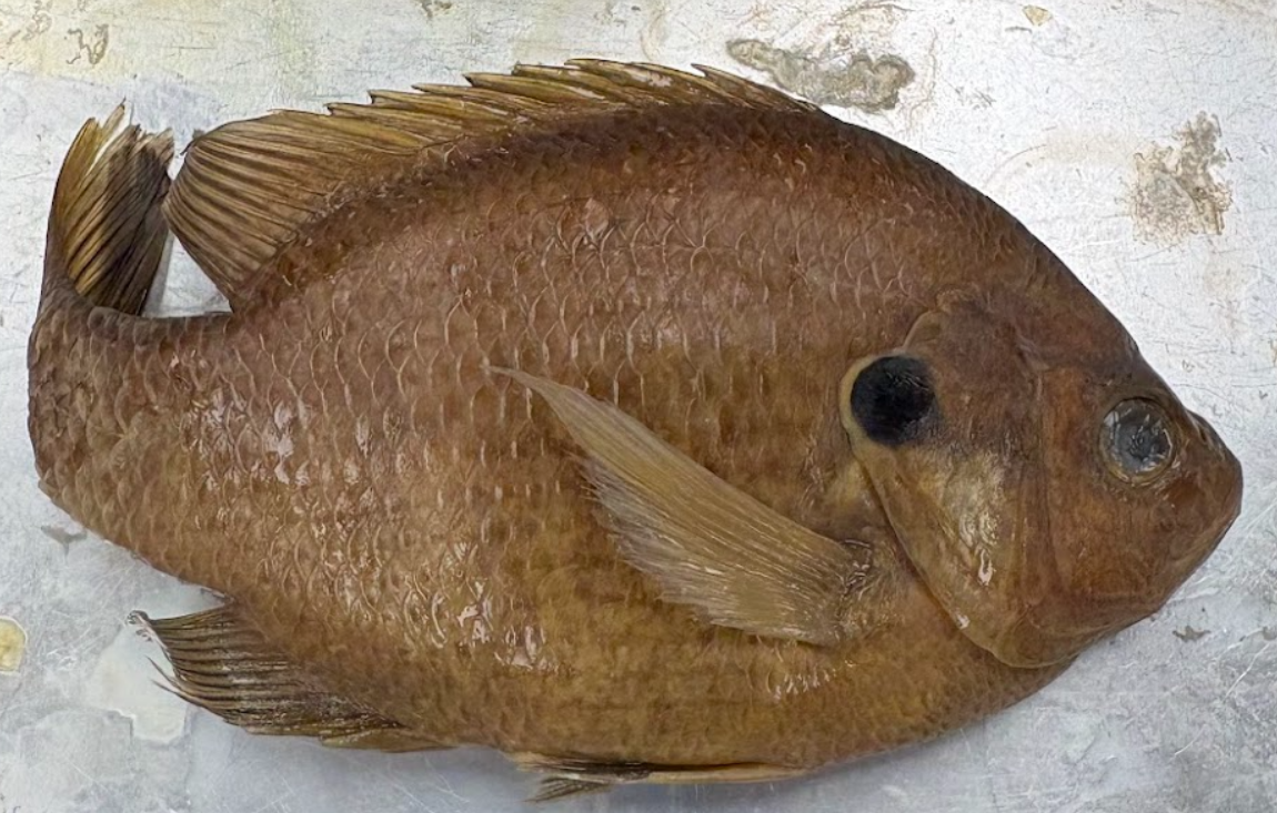 <p><span style="background-color: transparent;">Lempomis microlophus</span></p>