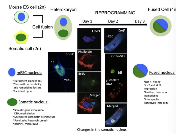 <p>fusion between mouse ESC (mESC) and a somatic human B cell (hB)</p>