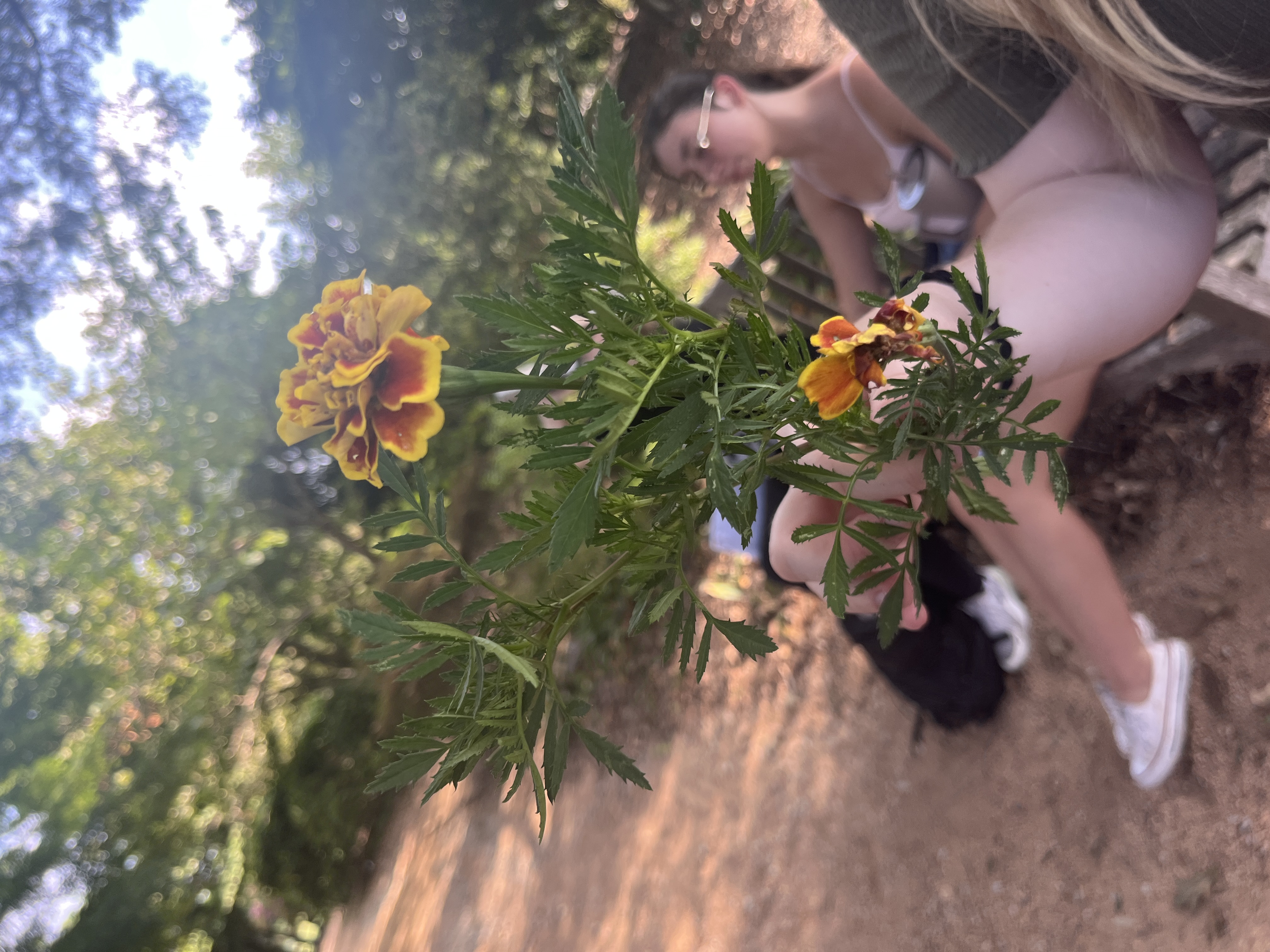 <p>Tagetes erecta</p>